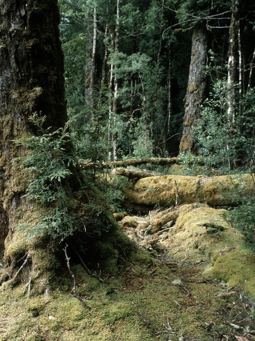 Cool temperate rainforest 